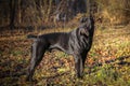 Beautiful black dog standing. portrait Cane Corso. outdoor