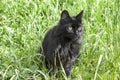 Beautiful black domestic cat sitting on green grass in the meadow..