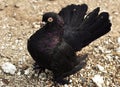 Beautiful black dove