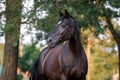 Beautiful black draft mare horse with white spot on forehead in field in summer