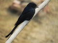 The black drongo Dicrurus macrocercus is a small Asian passerine bird of the drongo family Dicruridae.