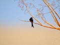 The black drongo Dicrurus macrocercus is a small Asian passerine bird of the drongo family Dicruridae.