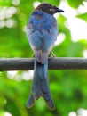 The black drongo Dicrurus macrocercus is a small Asian passerine bird of the drongo family Dicruridae.