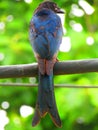 The black drongo Dicrurus macrocercus is a small Asian passerine bird of the drongo family Dicruridae.