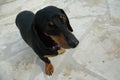 Beautiful Black Duchshund Royalty Free Stock Photo