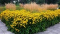 Beautiful Black Eyed Susan - Rudbeckia Hirta flowers Royalty Free Stock Photo