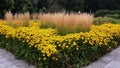 Beautiful Black Eyed Susan - Rudbeckia Hirta flowers Royalty Free Stock Photo