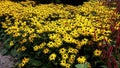 Beautiful Black Eyed Susan - Rudbeckia Hirta flowers Royalty Free Stock Photo