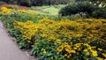 Beautiful Black Eyed Susan - Rudbeckia Hirta flowers Royalty Free Stock Photo