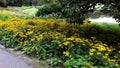 Beautiful Black Eyed Susan - Rudbeckia Hirta flowers Royalty Free Stock Photo