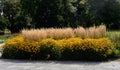 Beautiful Black Eyed Susan - Rudbeckia Hirta flowers Royalty Free Stock Photo