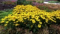 Beautiful Black Eyed Susan - Rudbeckia Hirta flowers Royalty Free Stock Photo