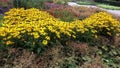 Beautiful Black Eyed Susan - Rudbeckia Hirta flowers Royalty Free Stock Photo