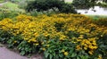 Beautiful Black Eyed Susan - Rudbeckia Hirta flowers Royalty Free Stock Photo