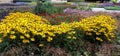 Beautiful Black Eyed Susan - Rudbeckia Hirta flowers Royalty Free Stock Photo