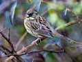 Beautiful black faced bunting resting on a branch captured in Izumi Forest, Yamato, Japan