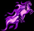 Beautiful black fiery horse isolated on black background