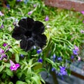 Beautiful black flower growing eagerly
