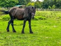 Beautiful black Friesian horse in field