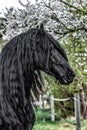 Beautiful black friesian stud stallion