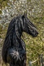 Beautiful black friesian stud stallion