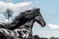 Beautiful black friesian stud stallion