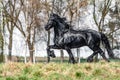 Beautiful black friesian stud stallion