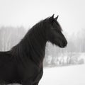 Beautiful black frisian horse on snow winter Royalty Free Stock Photo