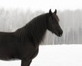 Beautiful black frisian horse on snow winter Royalty Free Stock Photo