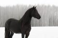 Black frisian horse portrait on snow winter Royalty Free Stock Photo