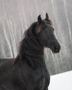 Black frisian horse on snow winter Royalty Free Stock Photo