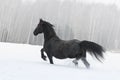 Beautiful black frisian horse on snow winter Royalty Free Stock Photo