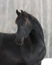 Beautiful black frisian horse on snow winter Royalty Free Stock Photo