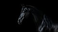 Beautiful black frisian stallion portrait Royalty Free Stock Photo