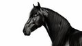 Beautiful black frisian stallion Royalty Free Stock Photo