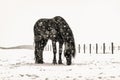 Beautiful frisian stallion portrait in the snow Royalty Free Stock Photo