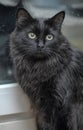 Beautiful black fluffy cat