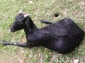 A beautiful black he-goat looking nice. That is local indian he-goat.