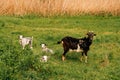 Beautiful black goat is standing on green gras with her three baby goats. Royalty Free Stock Photo
