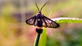 Beautiful black and golden moth on grass.