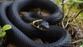 Beautiful black grass snake with textured scales.