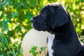 Black Great Dane dog puppy portrait Royalty Free Stock Photo