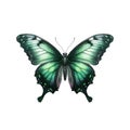 Beautiful black-green butterfly isolated on white background. Royalty Free Stock Photo