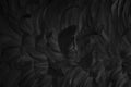 Beautiful black grey bird feathers pattern texture background Royalty Free Stock Photo