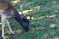 A male fallow reindeer grazing Royalty Free Stock Photo