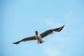 beautiful black-headed gull flies with its wings spread wide against blue sky Royalty Free Stock Photo