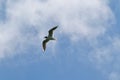 Beautiful black-headed gull in flight with wings spread on the blue sky background and a beetle in its beak Royalty Free Stock Photo