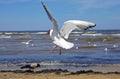 Beautiful black-headed seagull flying Royalty Free Stock Photo