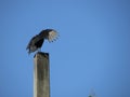 A beautiful black-headed vulture Coragyps atratus perched Royalty Free Stock Photo