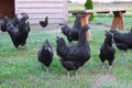 Beautiful black hens walking in zoo outdoors